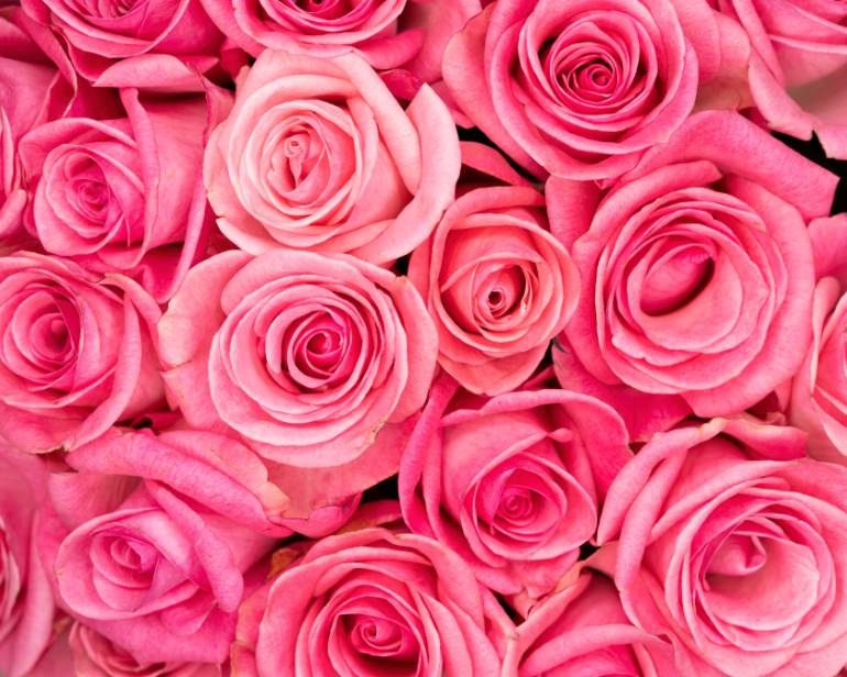 Picture of pink roses.