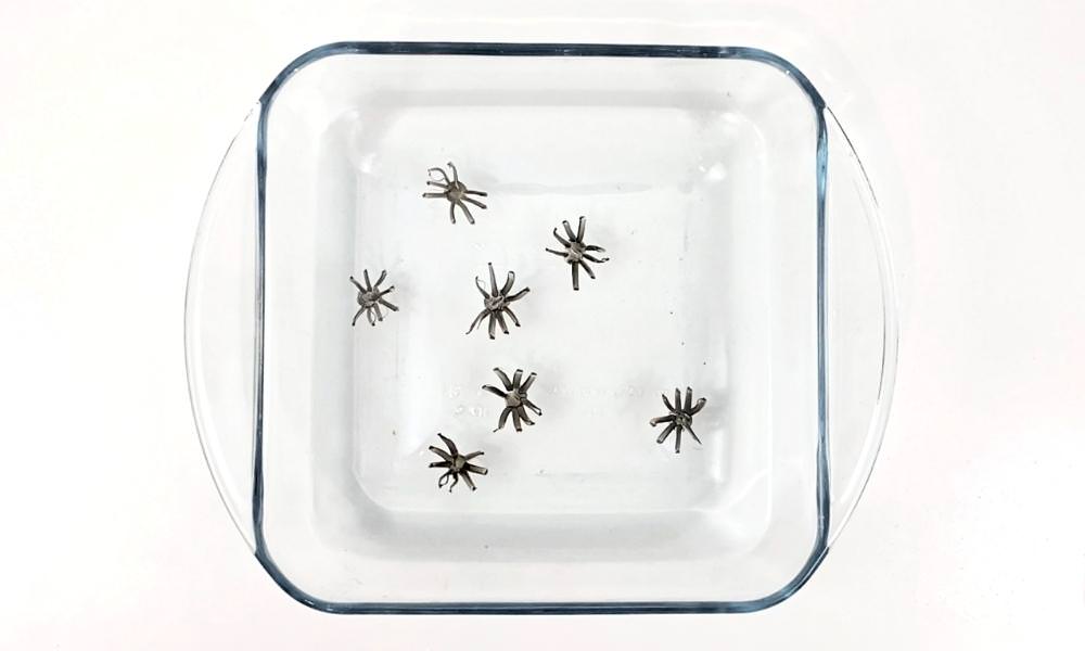 7 black spider drawings floating in a dish filled with water.