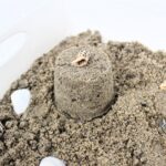 Sensory bin with seashells and play sand built into a mound.